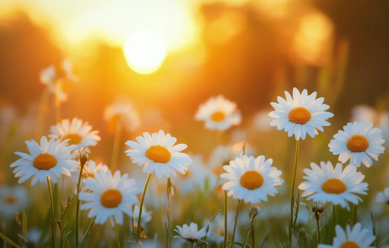 Photo wallpaper field, summer, the sun, rays, light, flowers, glade, chamomile