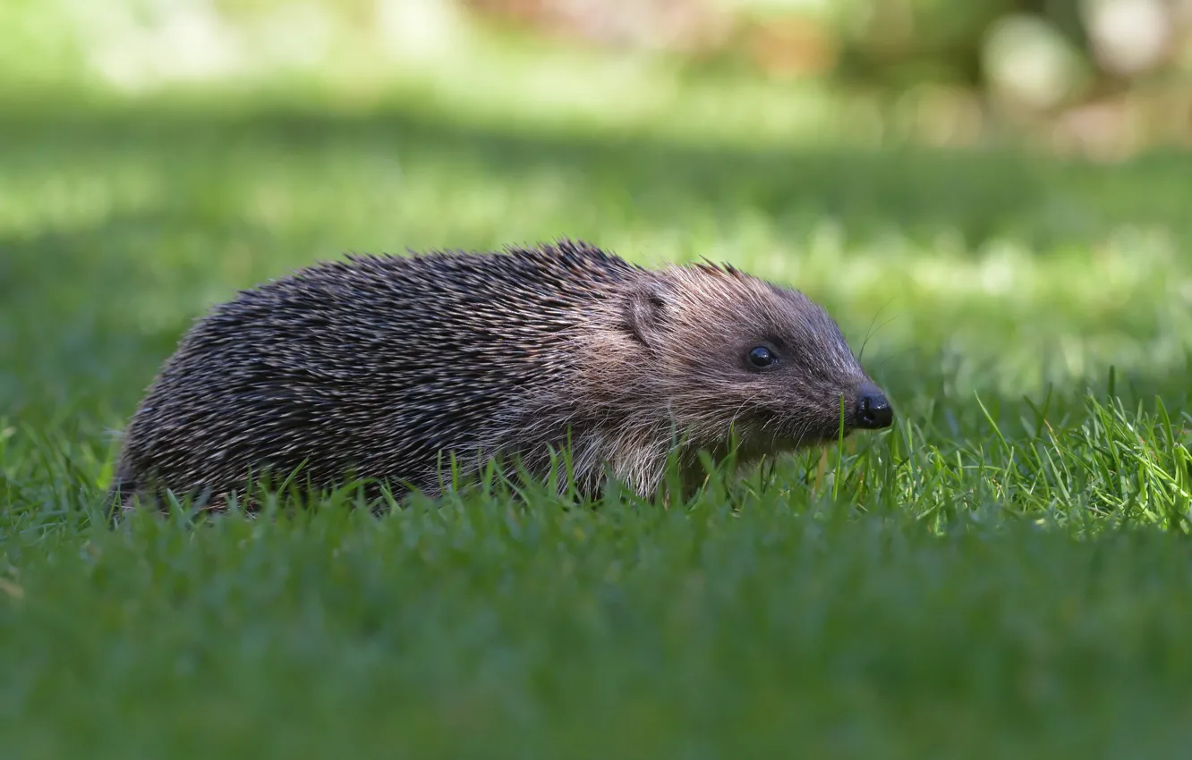 Photo wallpaper grass, light, glade, walk, hedgehog, hedgehog