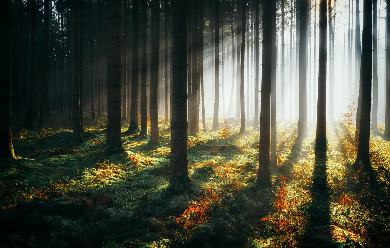 Photo wallpaper forest, trees, haze, sunlight