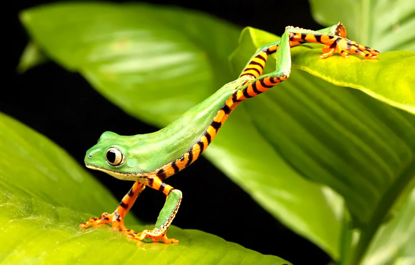 Photo wallpaper frog, green, jumping