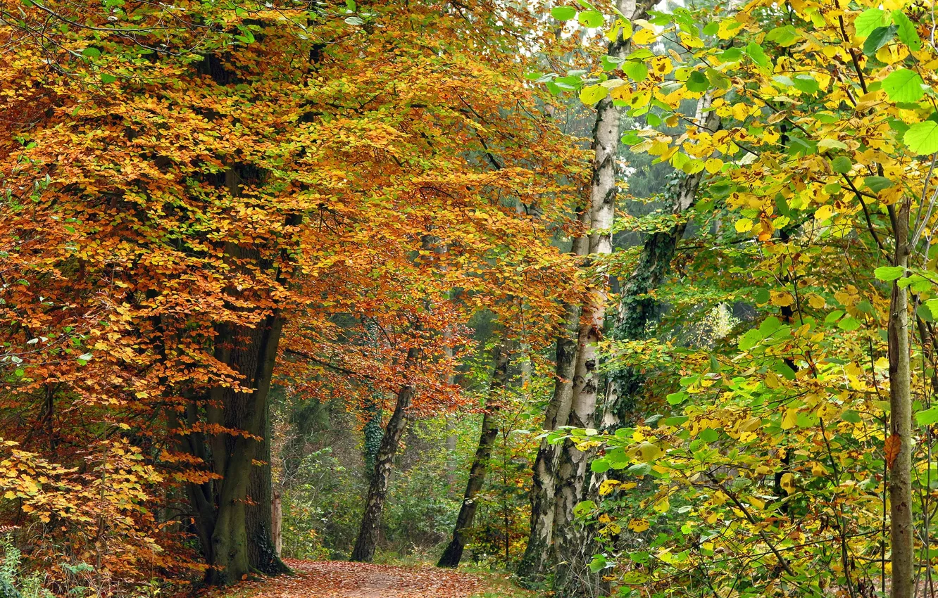 Photo wallpaper autumn, forest, trees, trail, the colors of autumn