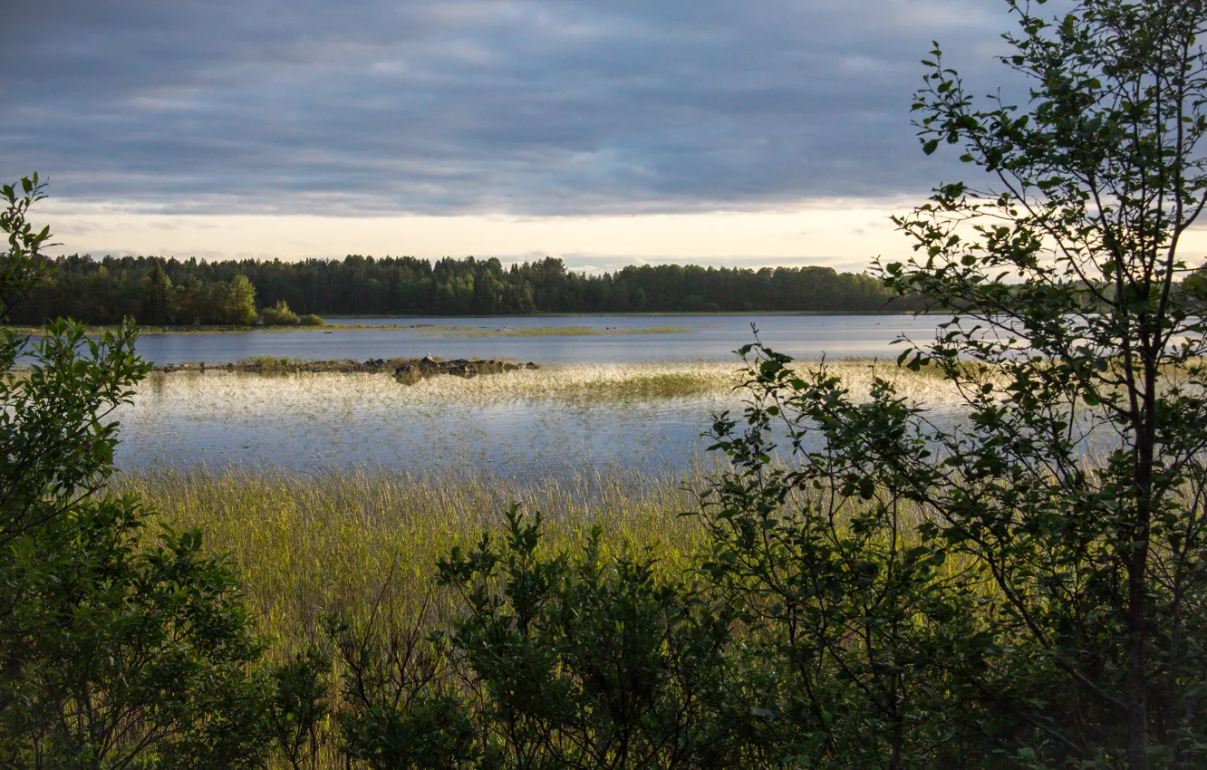 Photo wallpaper trees, sunset, lake, swamp, the evening, Ladoga, lake Ladoga