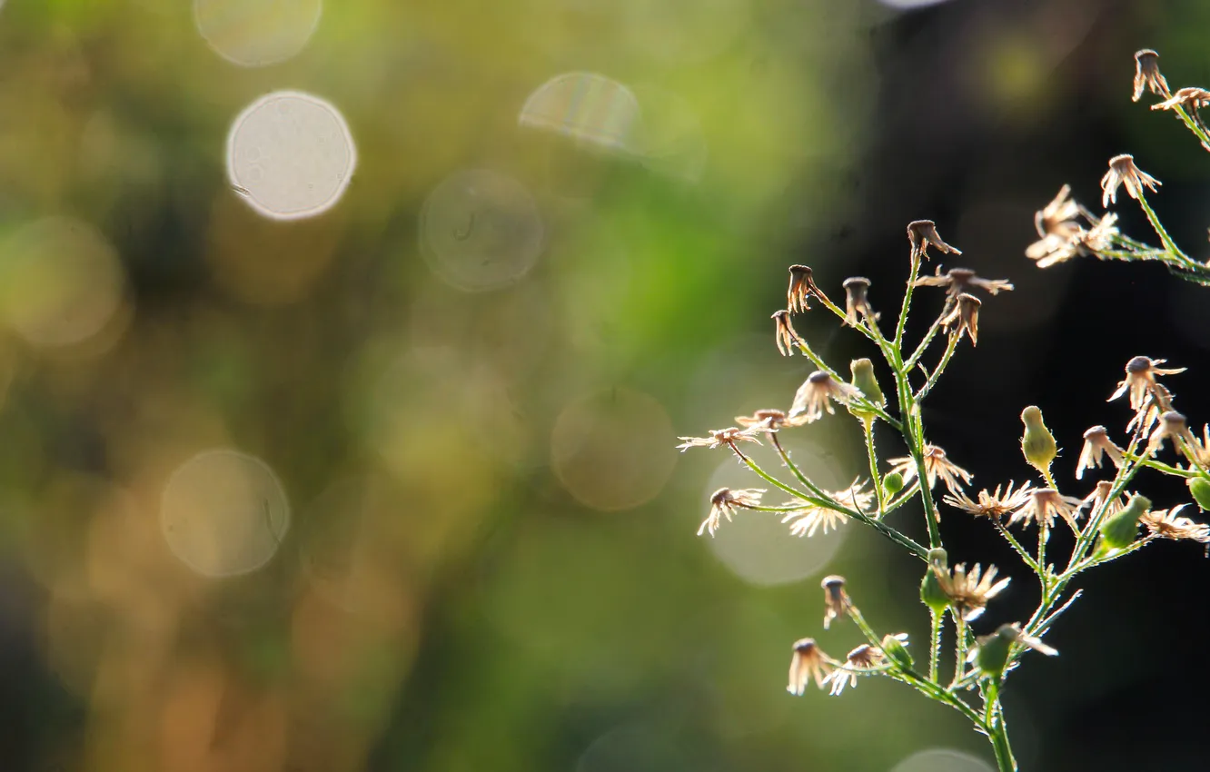 Photo wallpaper light, plant, twigs