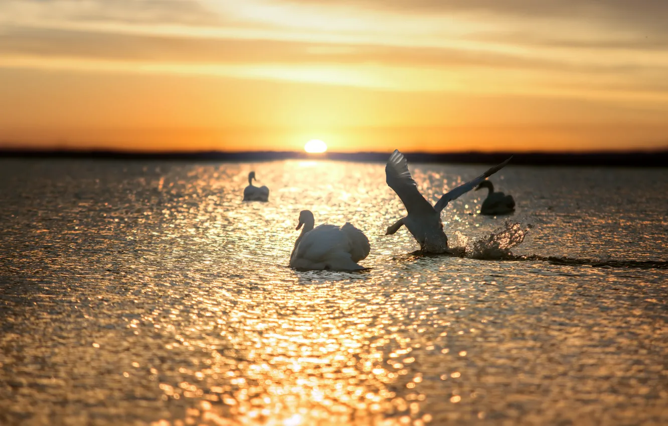 Photo wallpaper the sky, the sun, clouds, light, sunset, lake, glare, river