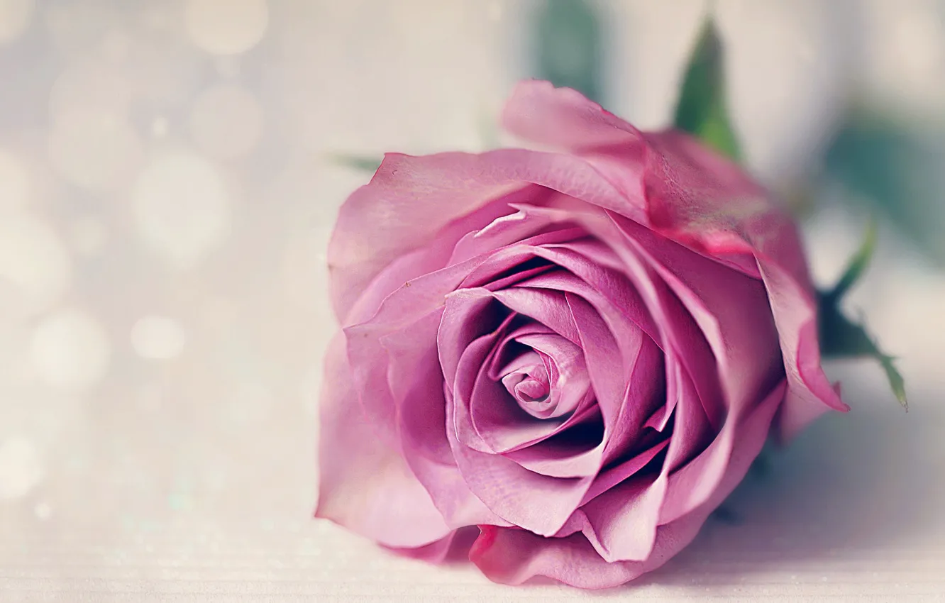 Photo wallpaper macro, roses, buds