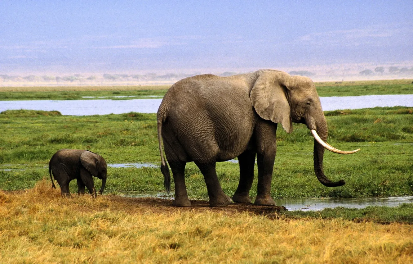 Photo wallpaper grass, lake, elephant, Savannah, the elephant, elephant