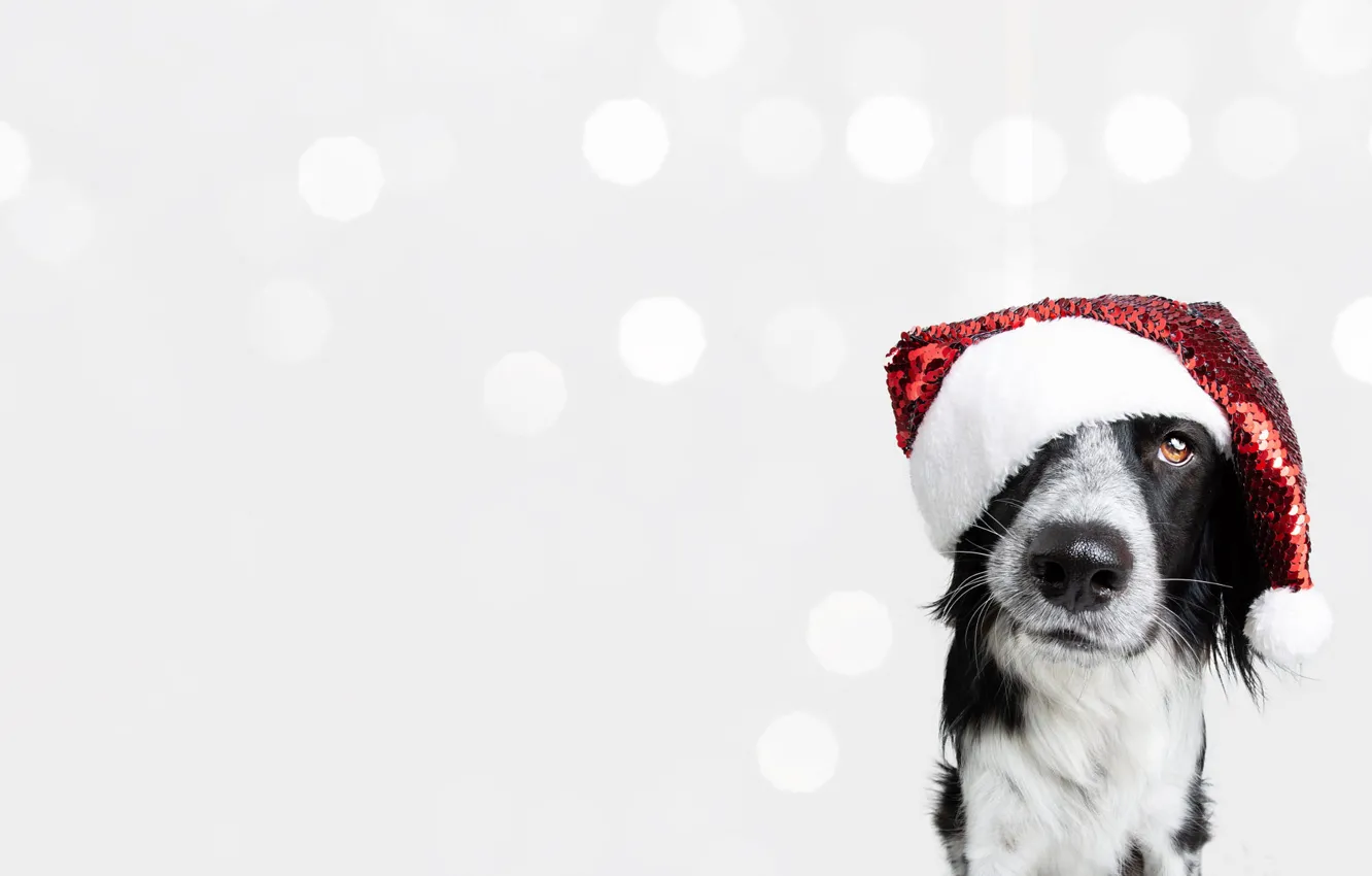 Photo wallpaper look, pose, glare, new year, portrait, dog, Christmas, white background