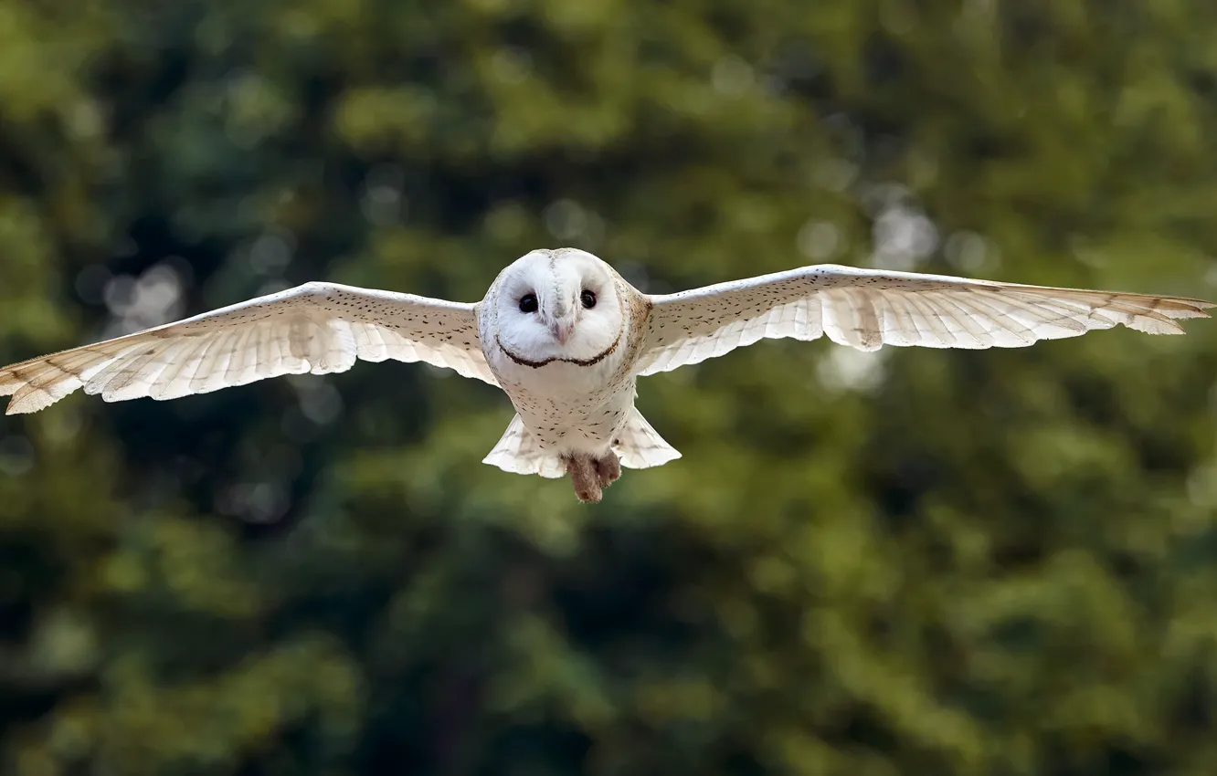 Photo wallpaper flight, owl, bird, bokeh, the barn owl, wingspan