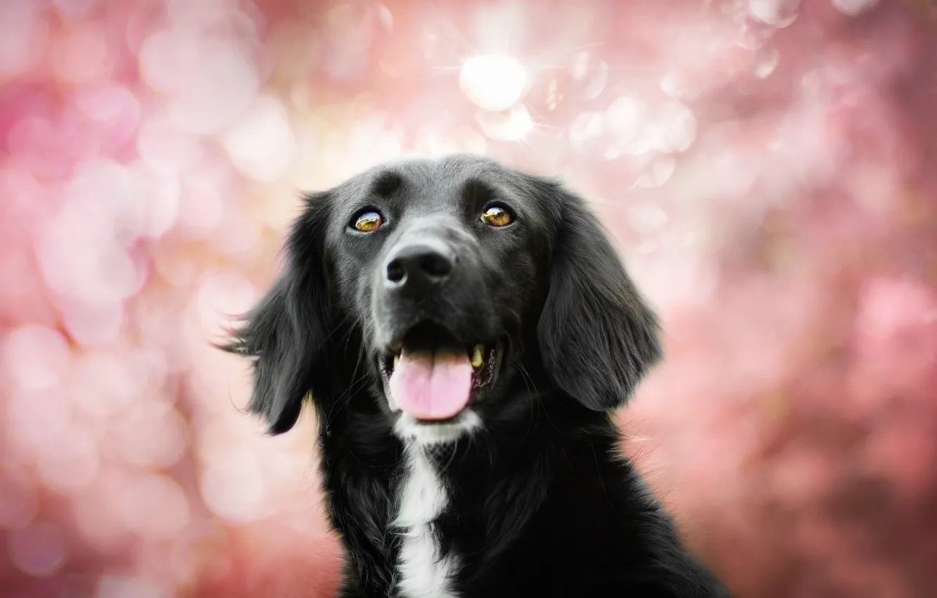 Photo wallpaper dog, bokeh, Spring colors