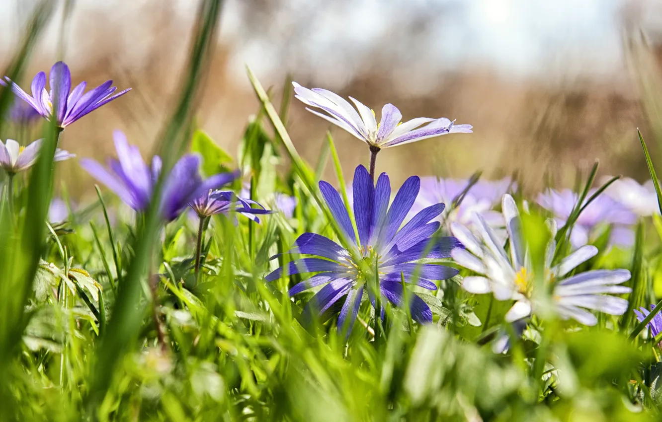 Photo wallpaper grass, flowers, chamomile, blur, lilac