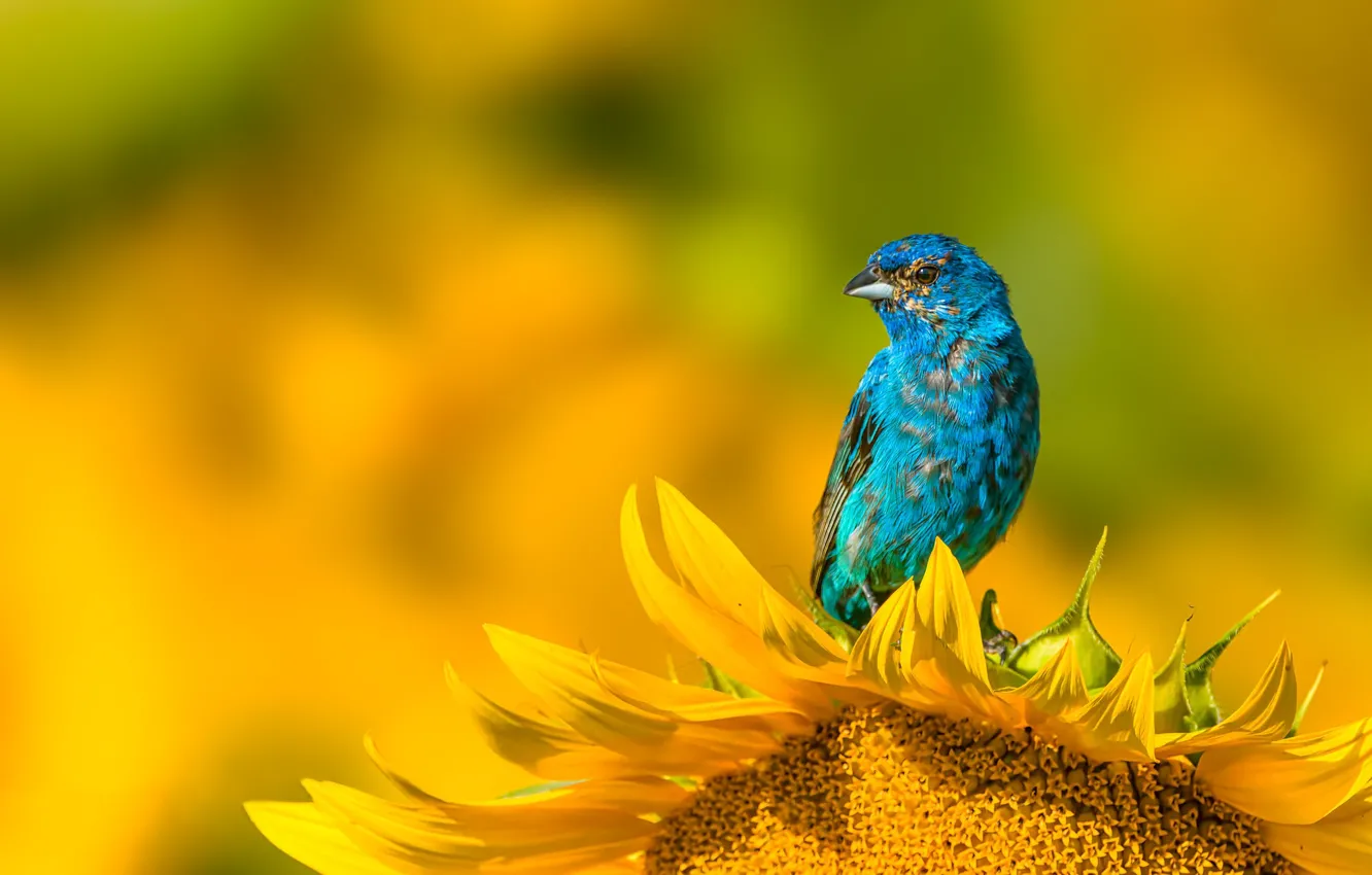 Photo wallpaper sunflowers, flowers, blue, bird, yellow background, bokeh, sancopy cardinal