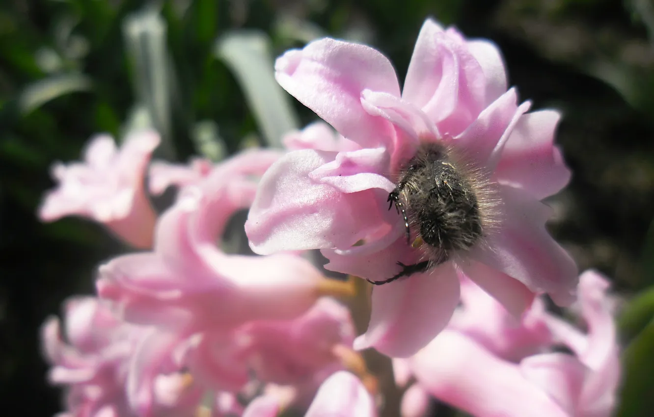 Photo wallpaper spring, pink, hyacinths