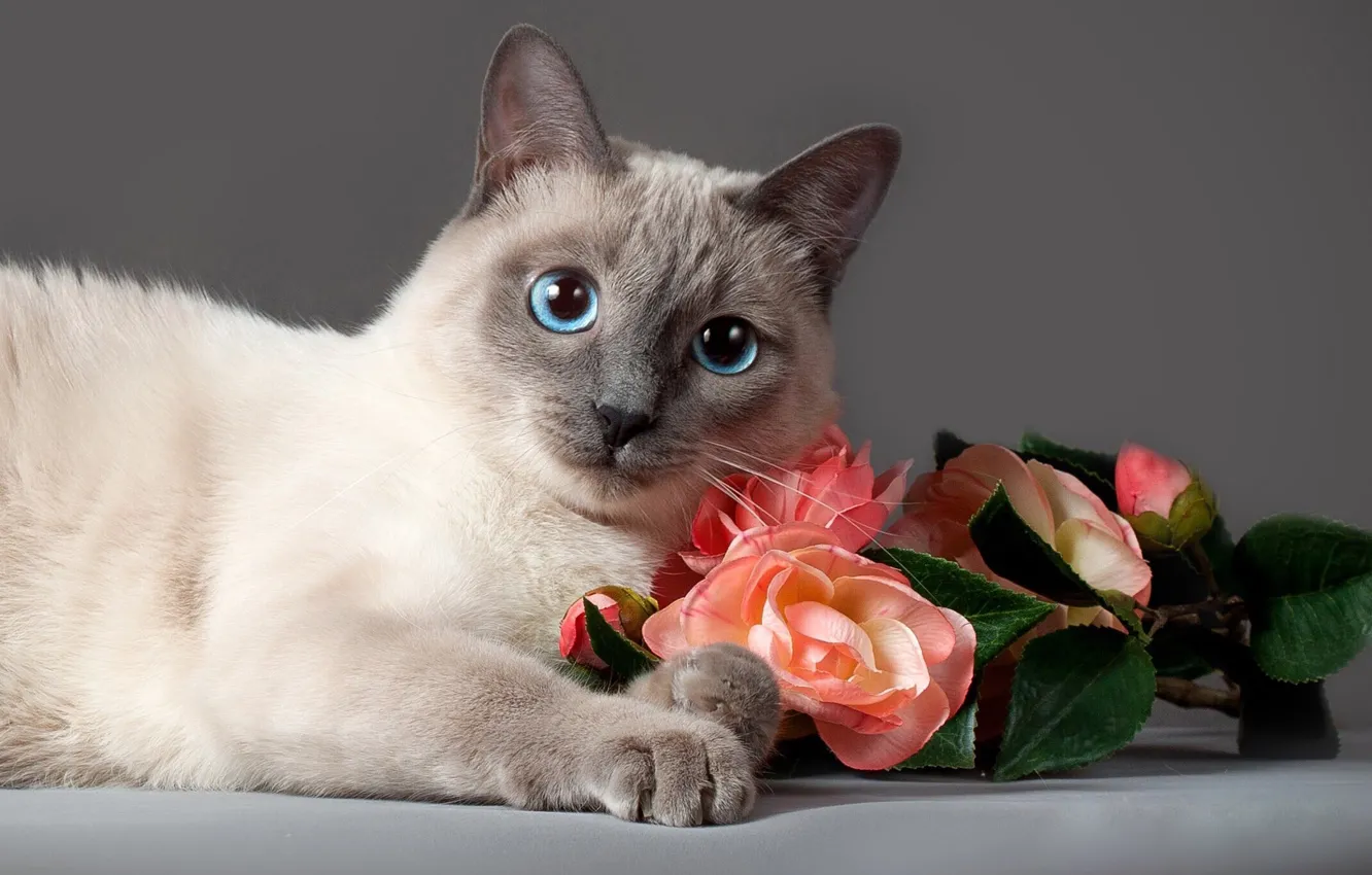 Photo wallpaper cat, cat, look, flowers, animal, roses, Anna Verzina, Anna Varzina