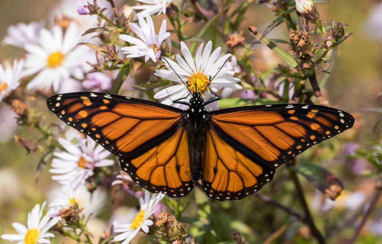 Photo wallpaper macro, flowers, butterfly, insect, monarch