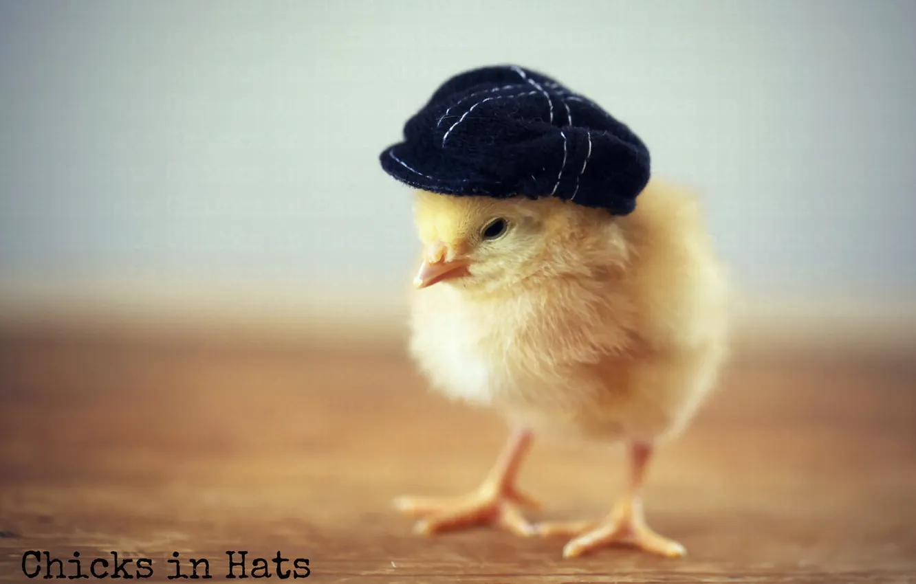 Photo wallpaper background, chickens, hat