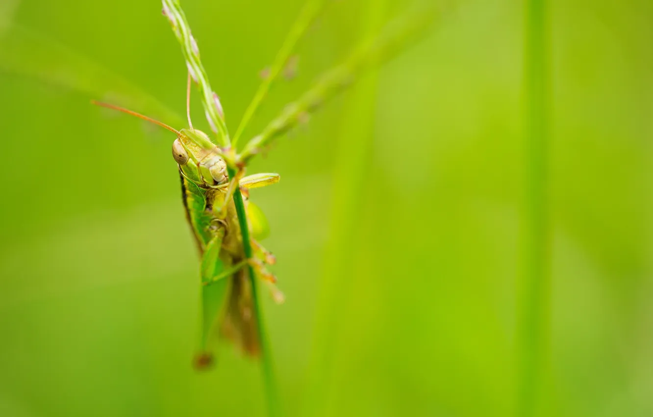 Photo wallpaper nature, macro, insect, grasshopper