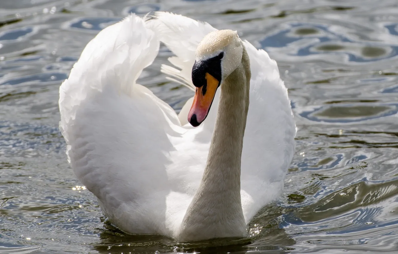 Photo wallpaper white, water, glare, grace, swans, neck