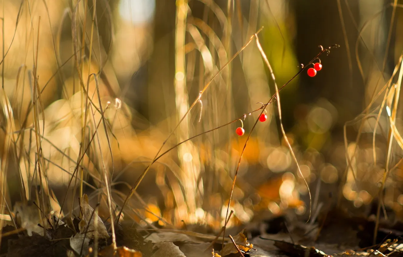 Photo wallpaper macro, nature, berries
