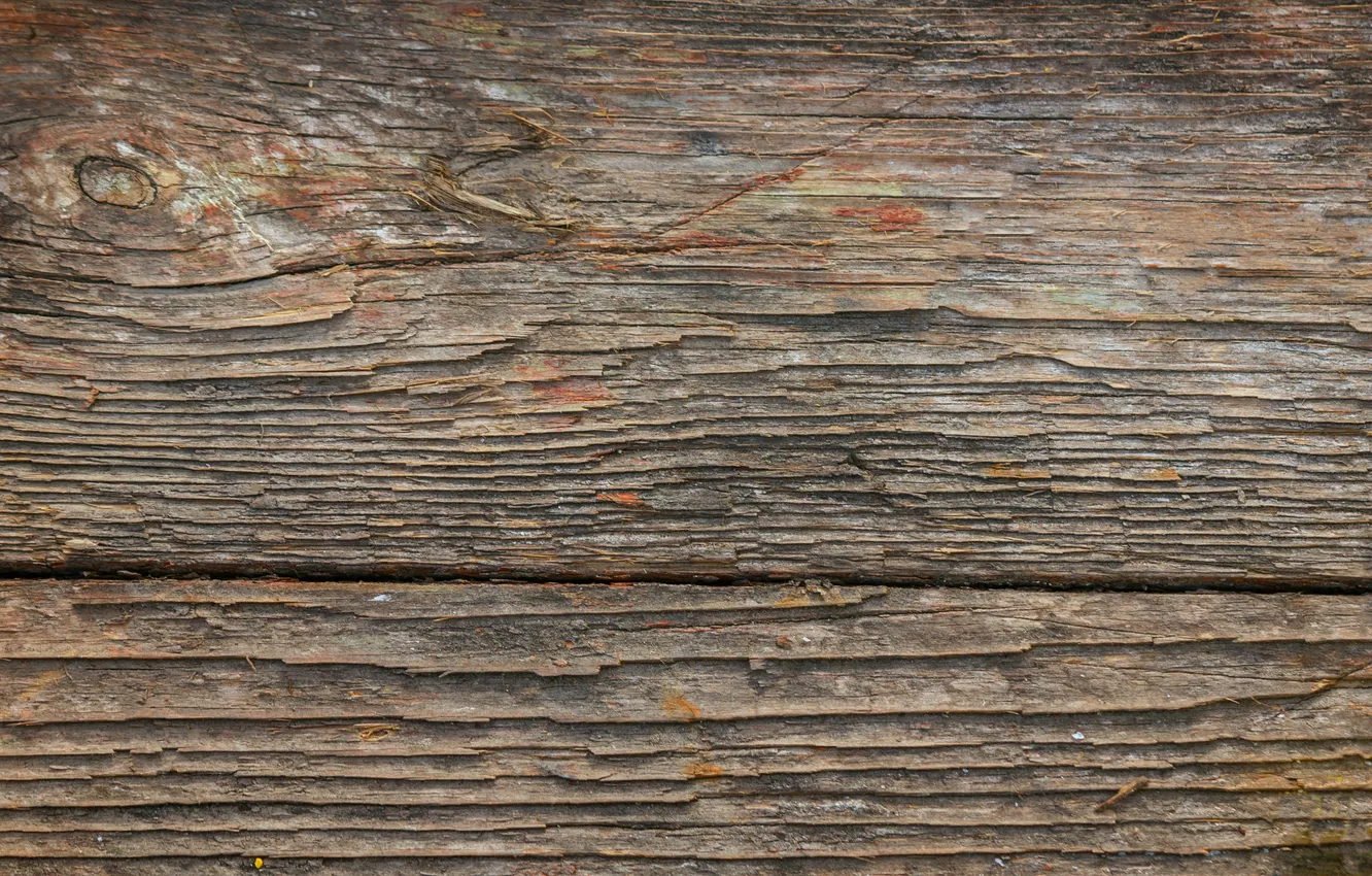 Photo wallpaper trees, color, texture