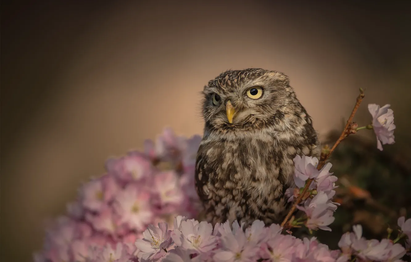 Photo wallpaper cherry, background, owl, bird, branch, flowering, flowers, The little owl