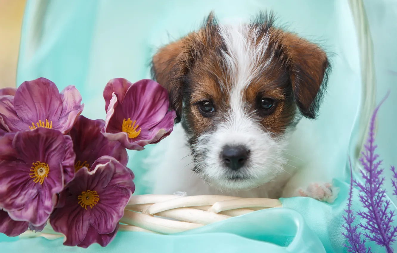 Photo wallpaper flowers, dog, puppy, face, Jack Russell Terrier