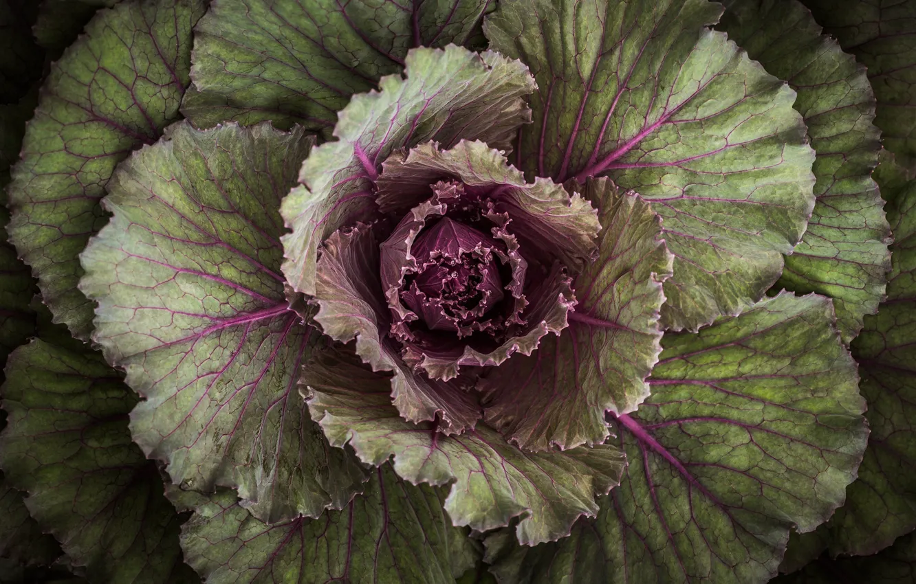 Photo wallpaper leaves, macro, plant, outlet, cabbage, decorative, head