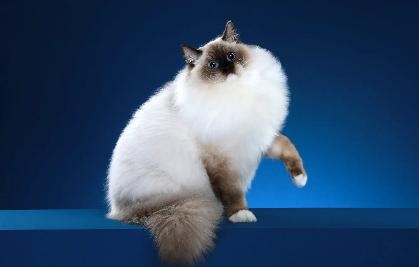 Photo wallpaper cat, cat, look, blue, pose, background, muzzle, Studio