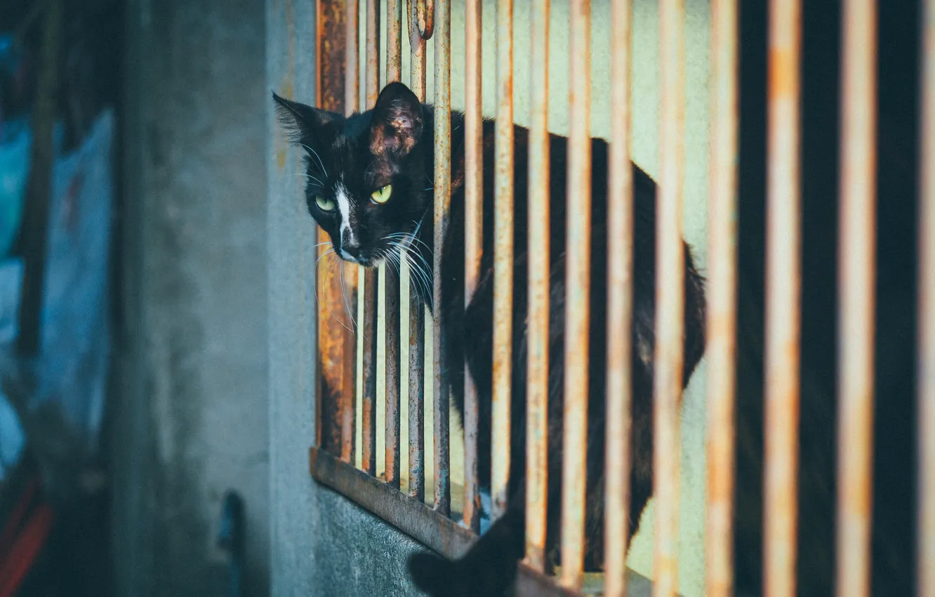 Photo wallpaper eyes, cat, grille