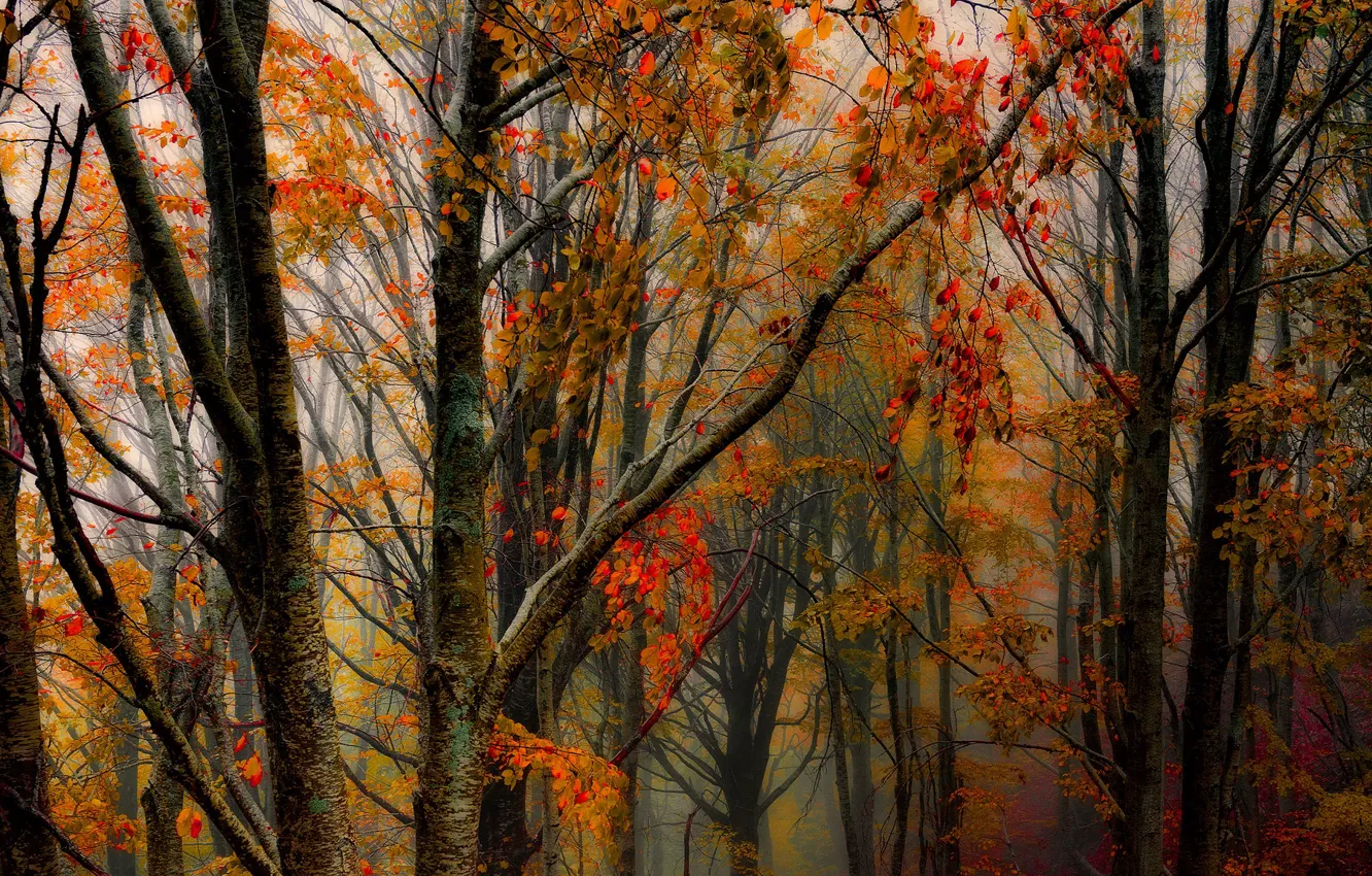Photo wallpaper autumn, forest, trees