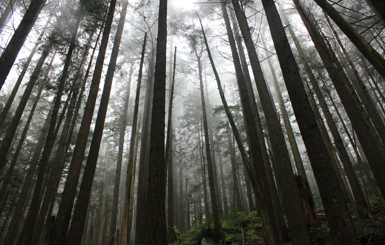 Photo wallpaper forest, trees, nature, Canada, British Columbia, North Vancouver, Capilano