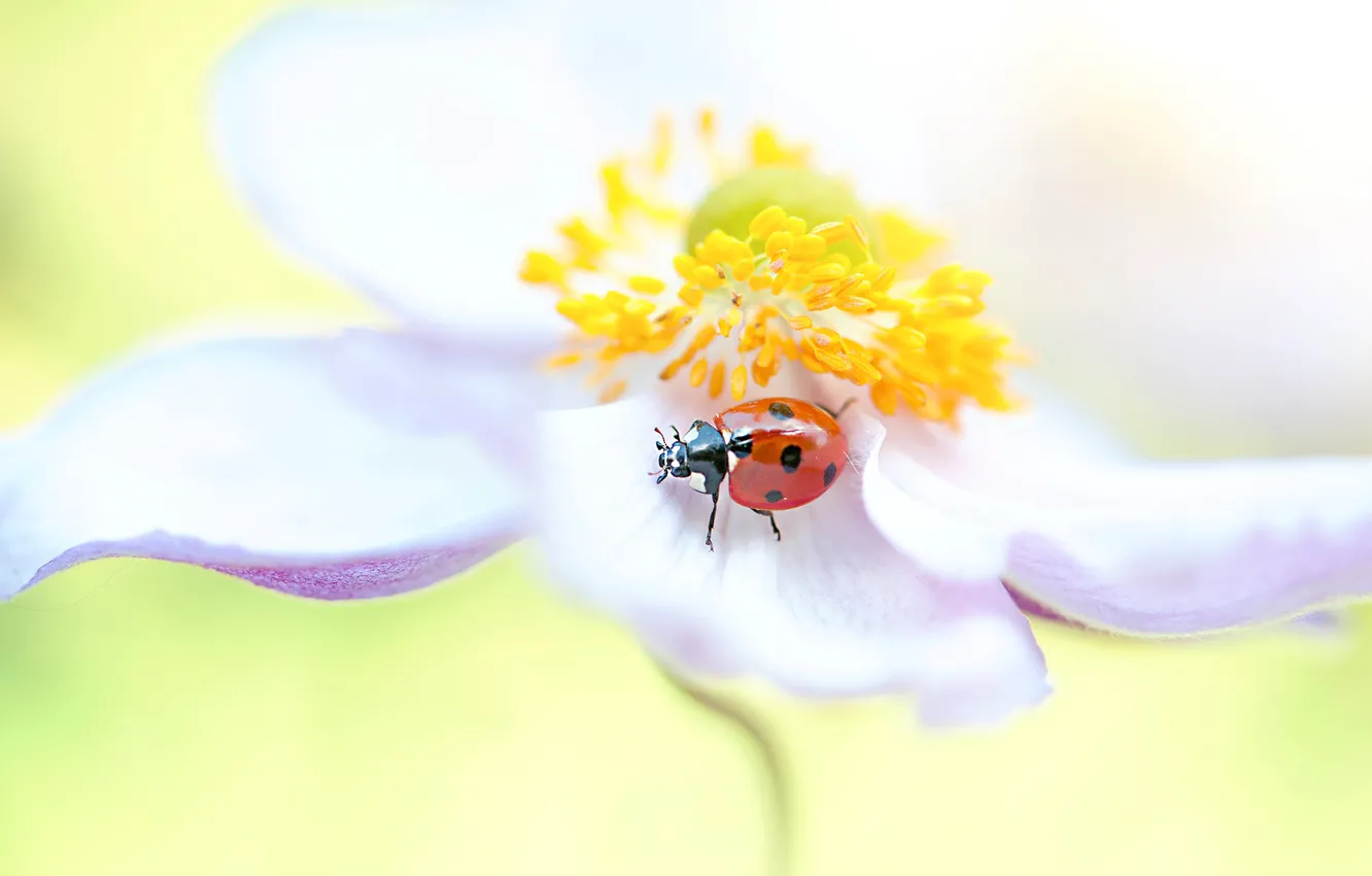 Photo wallpaper white, flower, macro, red, background, ladybug, beetle, blur