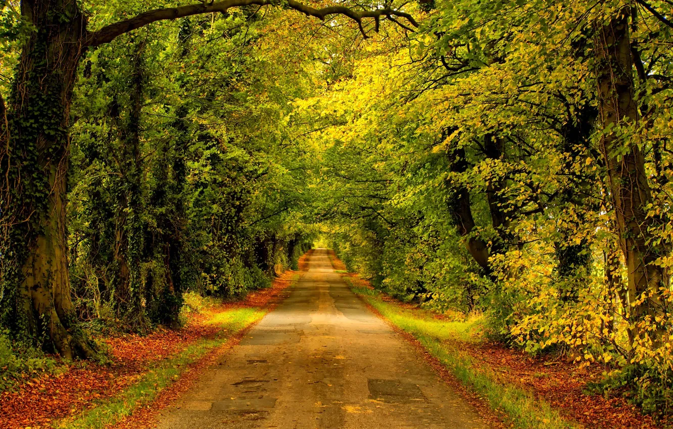 Photo wallpaper road, autumn, forest, leaves, trees, nature, Park, colors