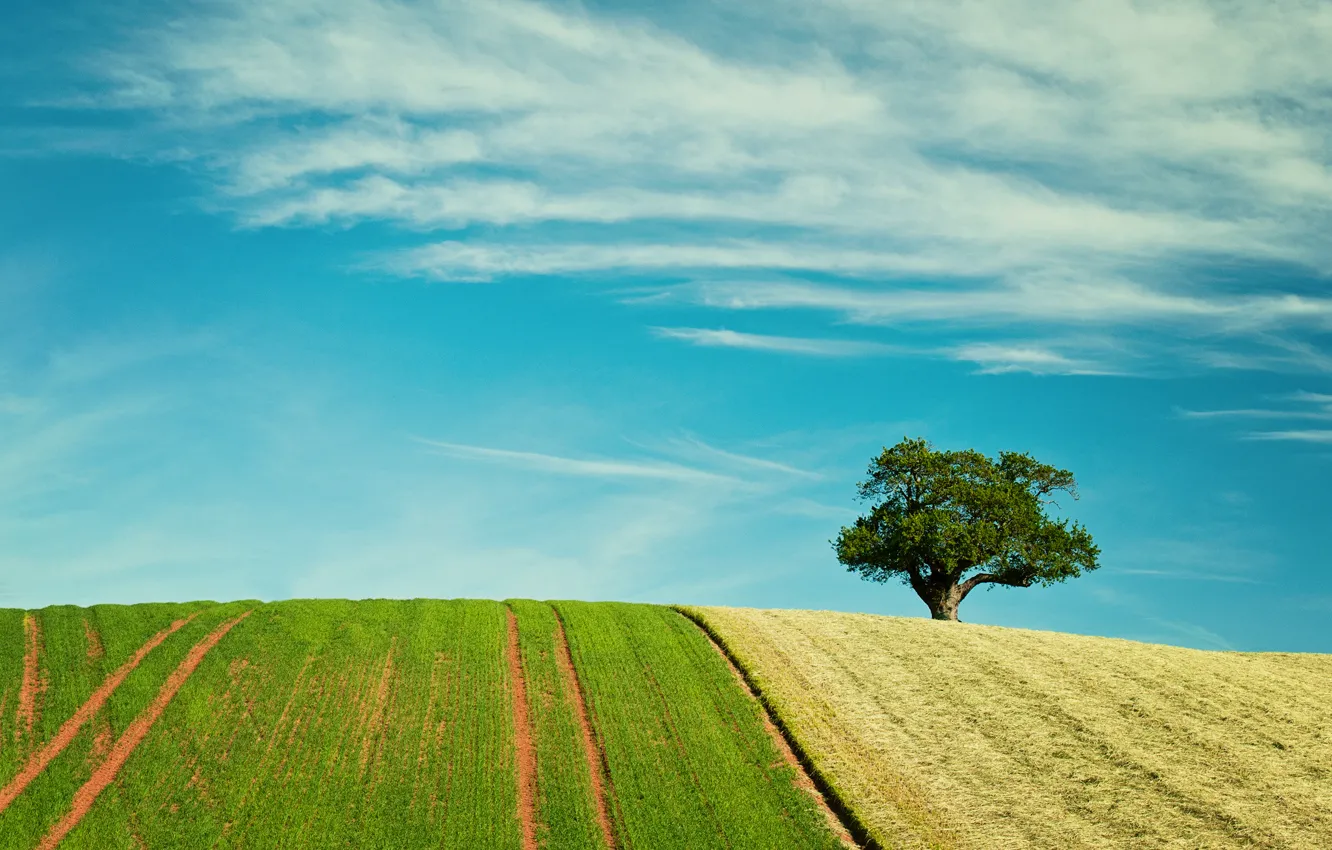 Photo wallpaper field, the sky, clouds, tree, track