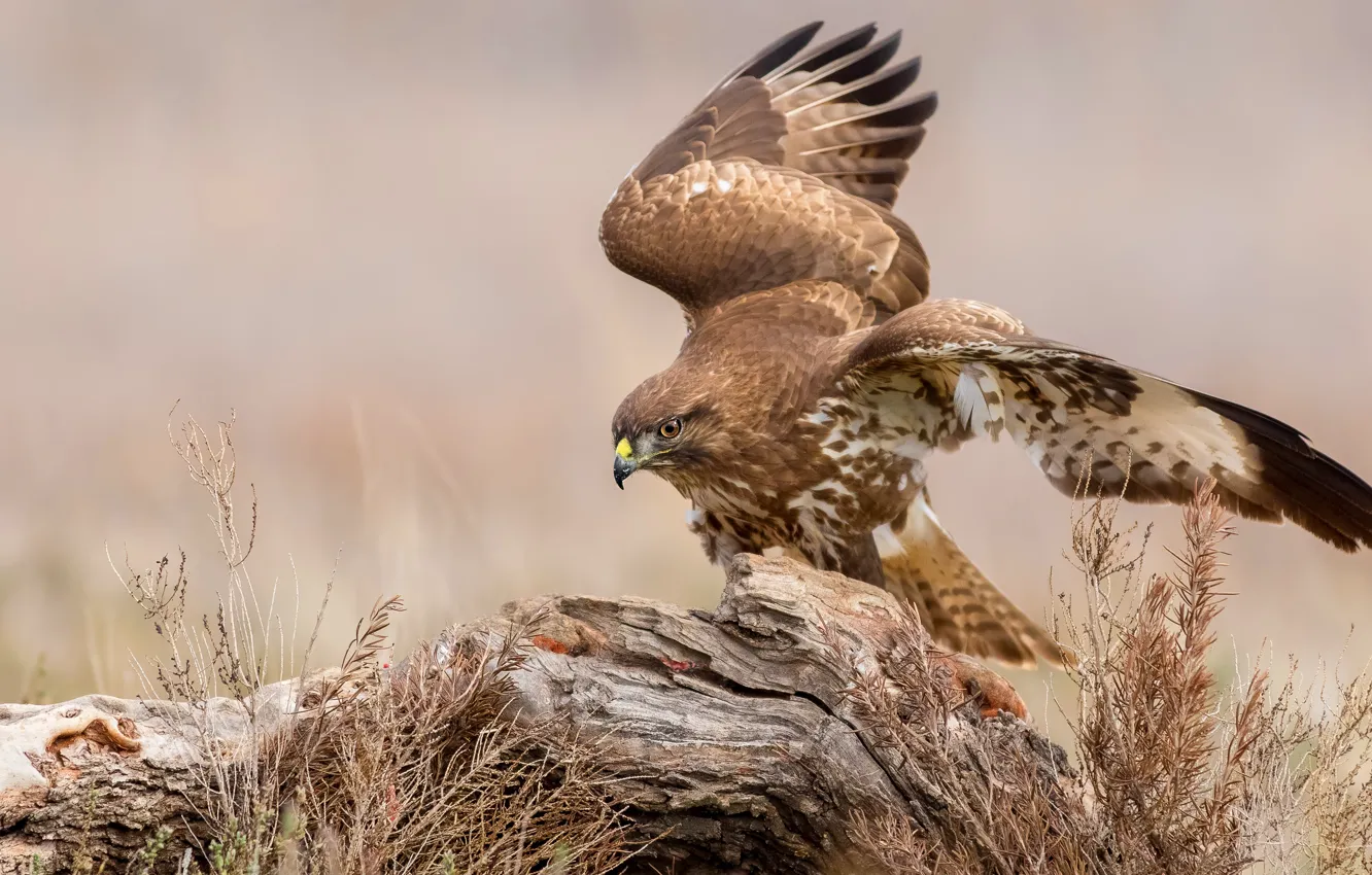 Photo wallpaper look, pose, bird, stump, wings, snag, hawk, Buzzard