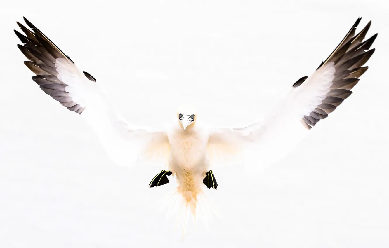 Photo wallpaper bird, wings, beak