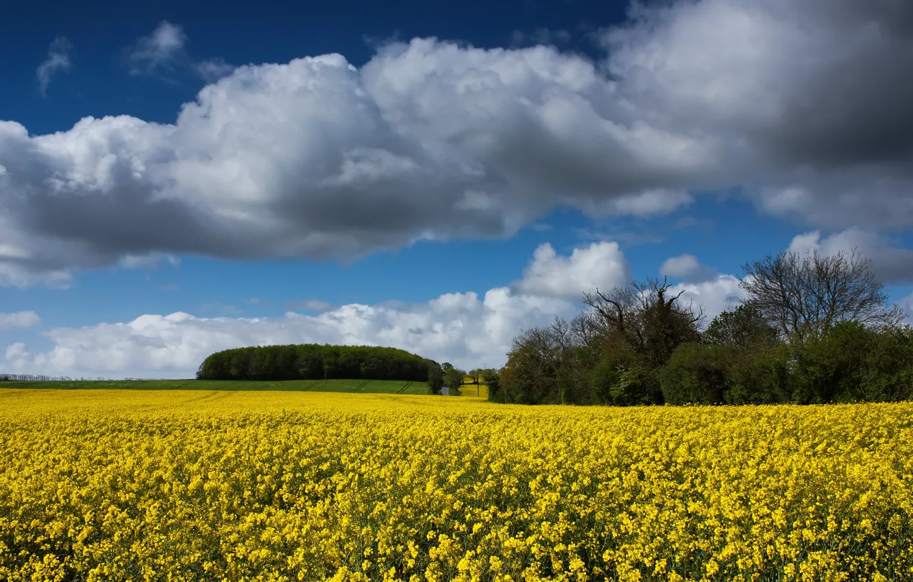 Photo wallpaper the sky, rape, rapeseed field
