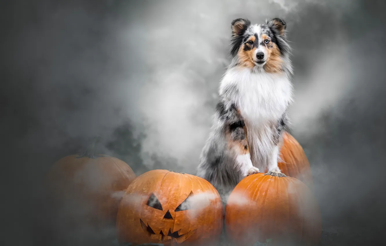 Photo wallpaper dog, pumpkin, Halloween, Sheltie, Shetland Sheepdog