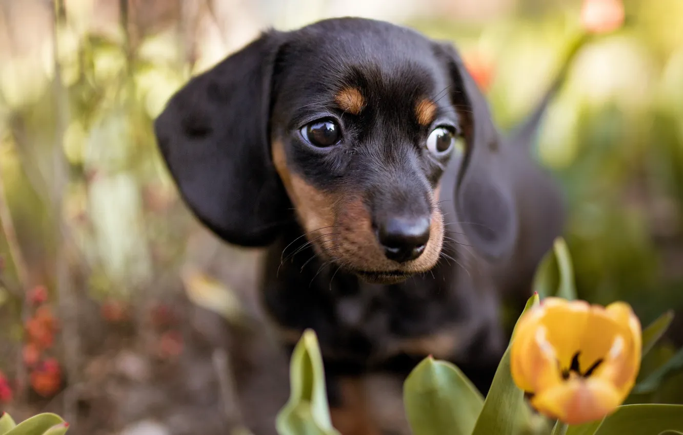 Photo wallpaper face, flowers, portrait, dog, tulips, Dachshund