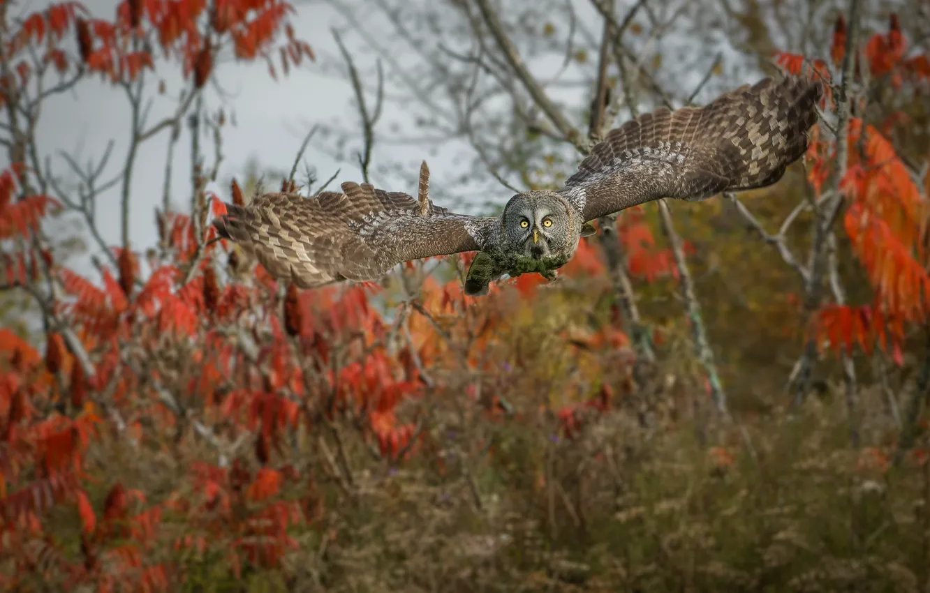 Photo wallpaper autumn, flight, owl, bird, foliage, ness