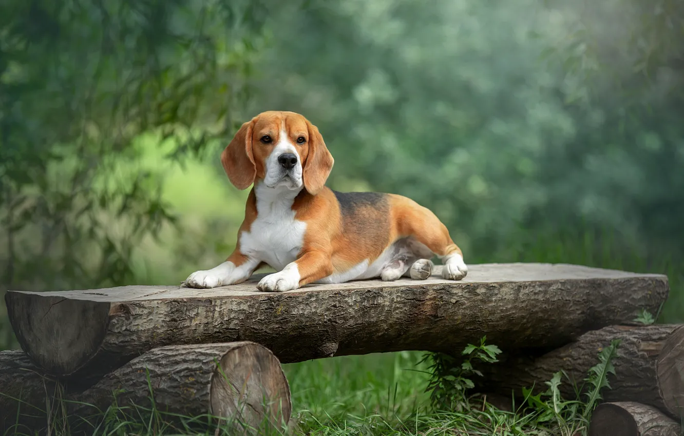 Photo wallpaper dog, log, Beagle, Svetlana Pisareva