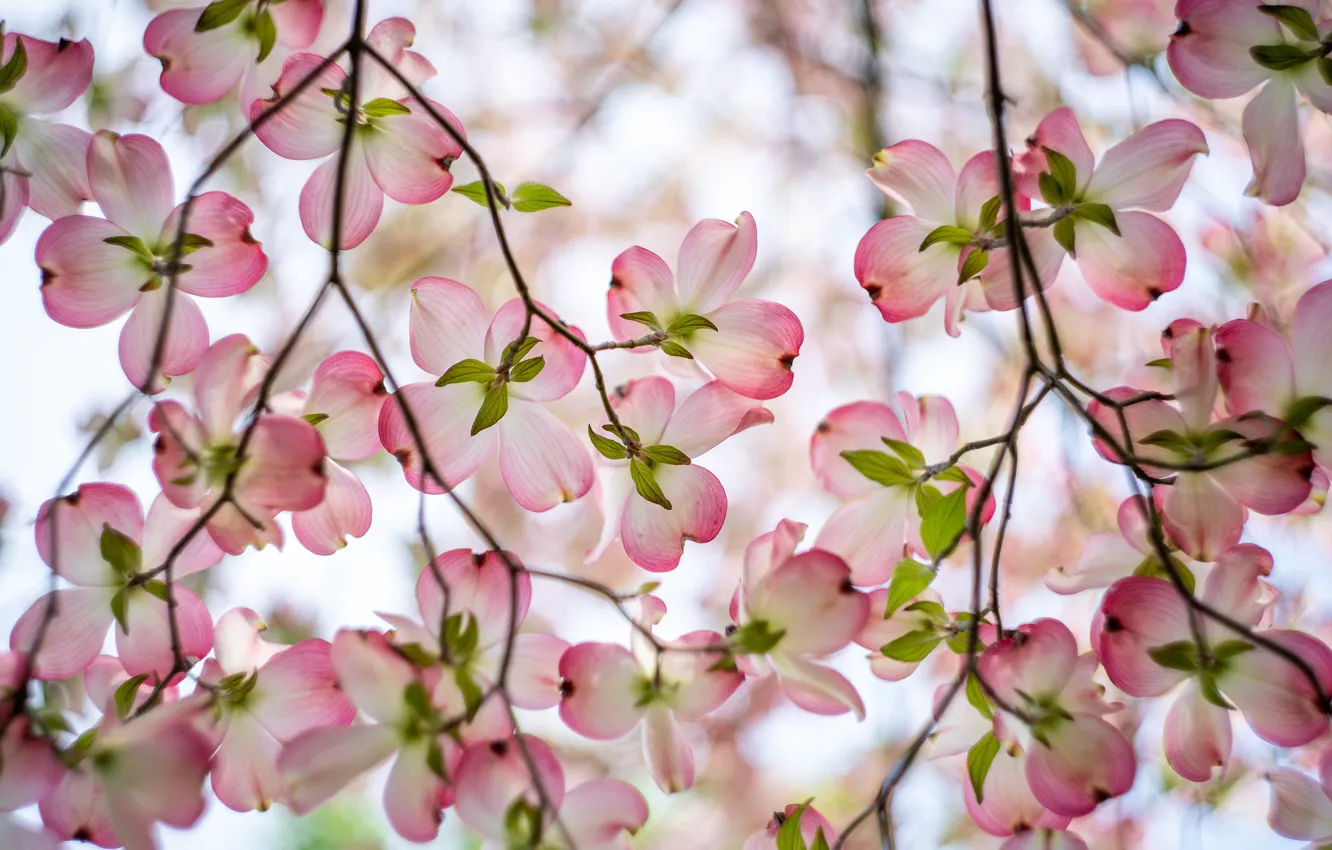 Photo wallpaper flowers, branches, spring, pink, flowering, gently, bokeh, dogwood
