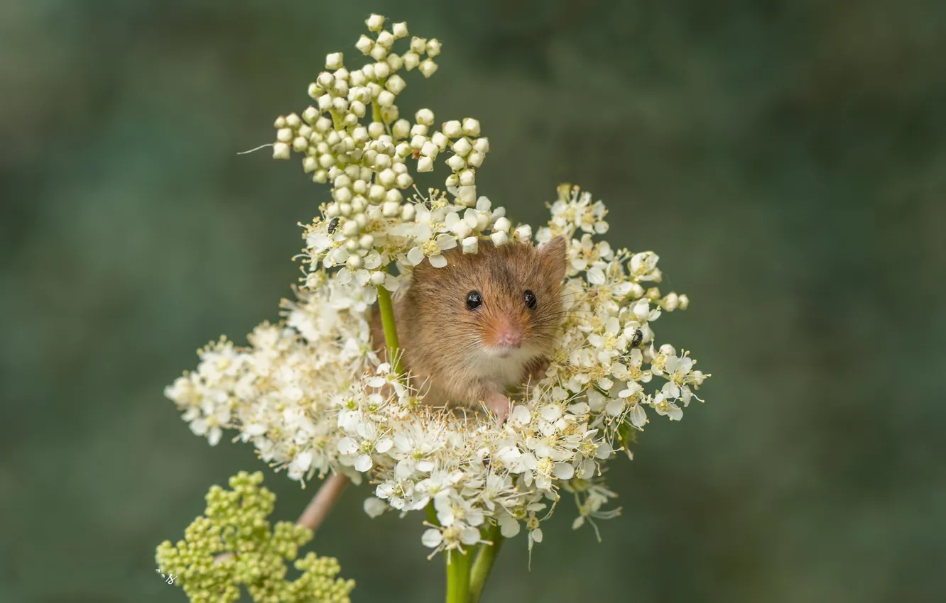 Photo wallpaper flowers, background, mouse