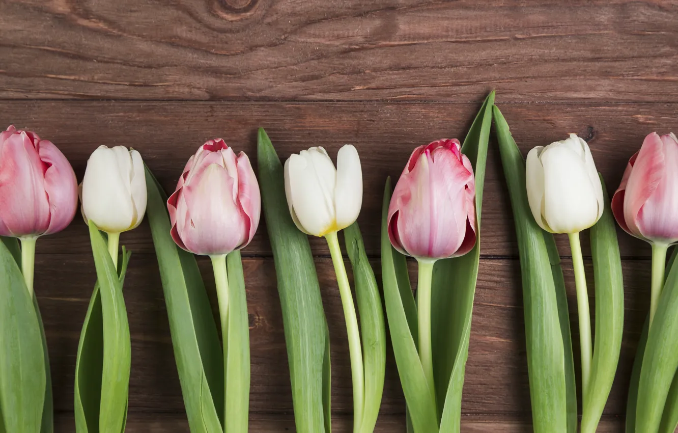Photo wallpaper flowers, tulips, pink, white, white, wood, pink, flowers