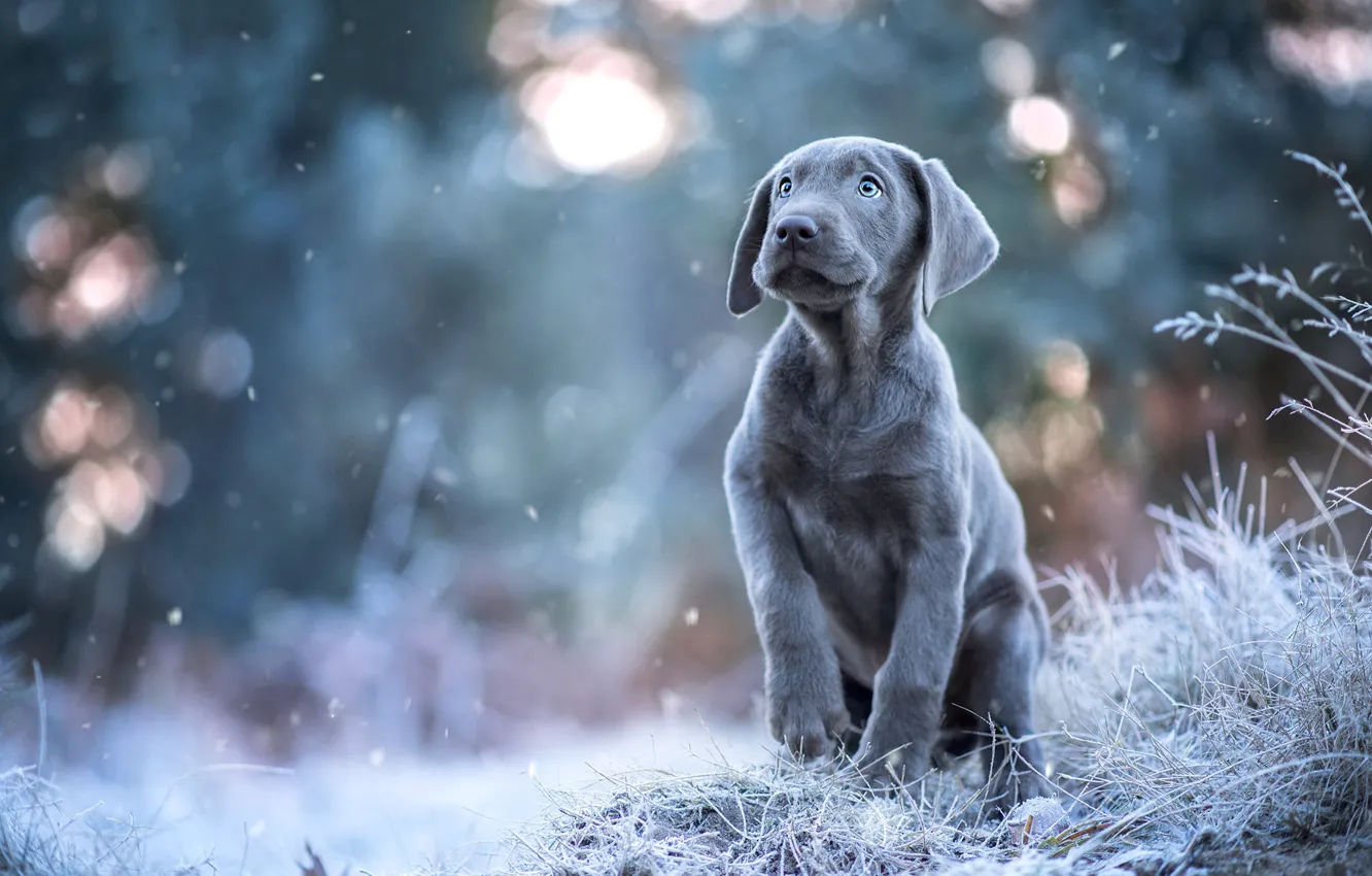 Photo wallpaper winter, frost, look, snow, pose, grey, dog, puppy