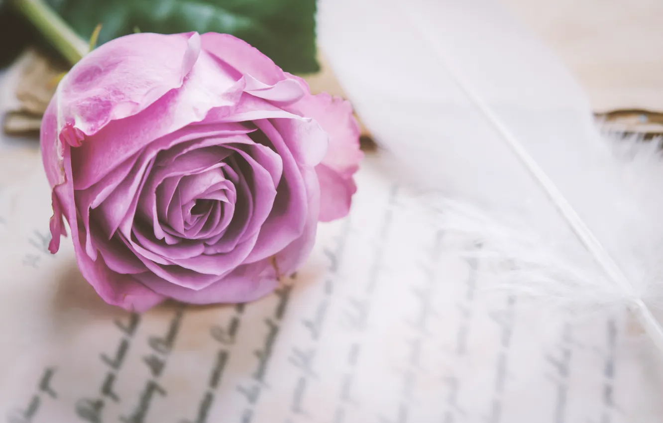 Photo wallpaper flowers, roses, love, vintage, flowers, romantic, purple, roses