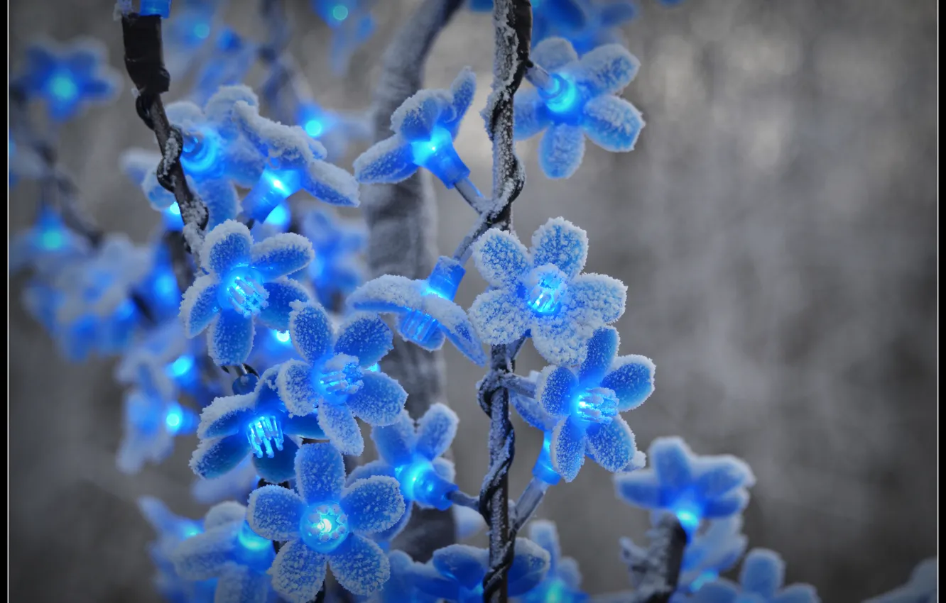 Photo wallpaper winter, frost, snow, flowers, blue, frost, flashlight, garland