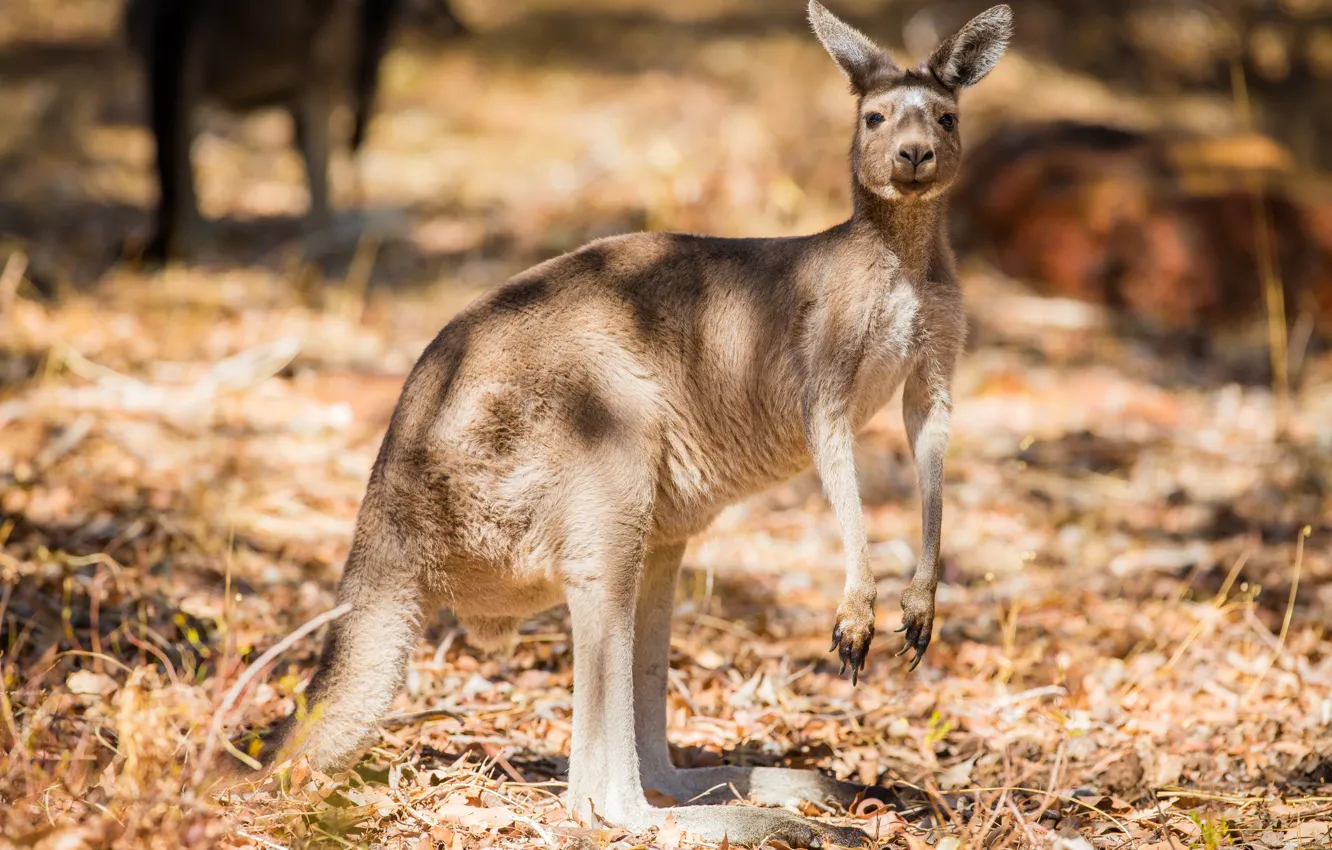 Photo wallpaper grass, the sun, Australia, kangaroo, bokeh