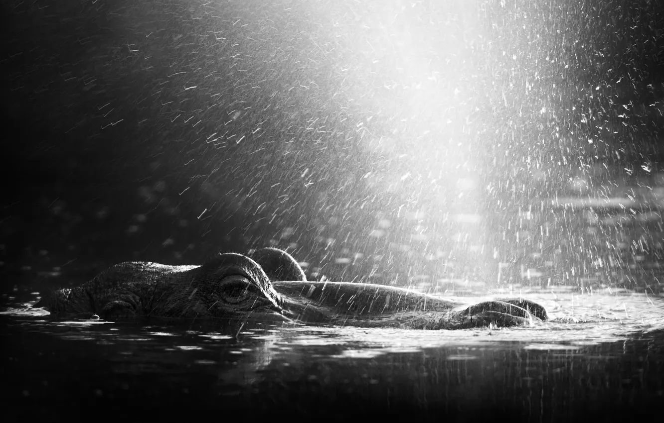 Photo wallpaper lake, Hippo, lake, Hippopotamus, water splash, water splash