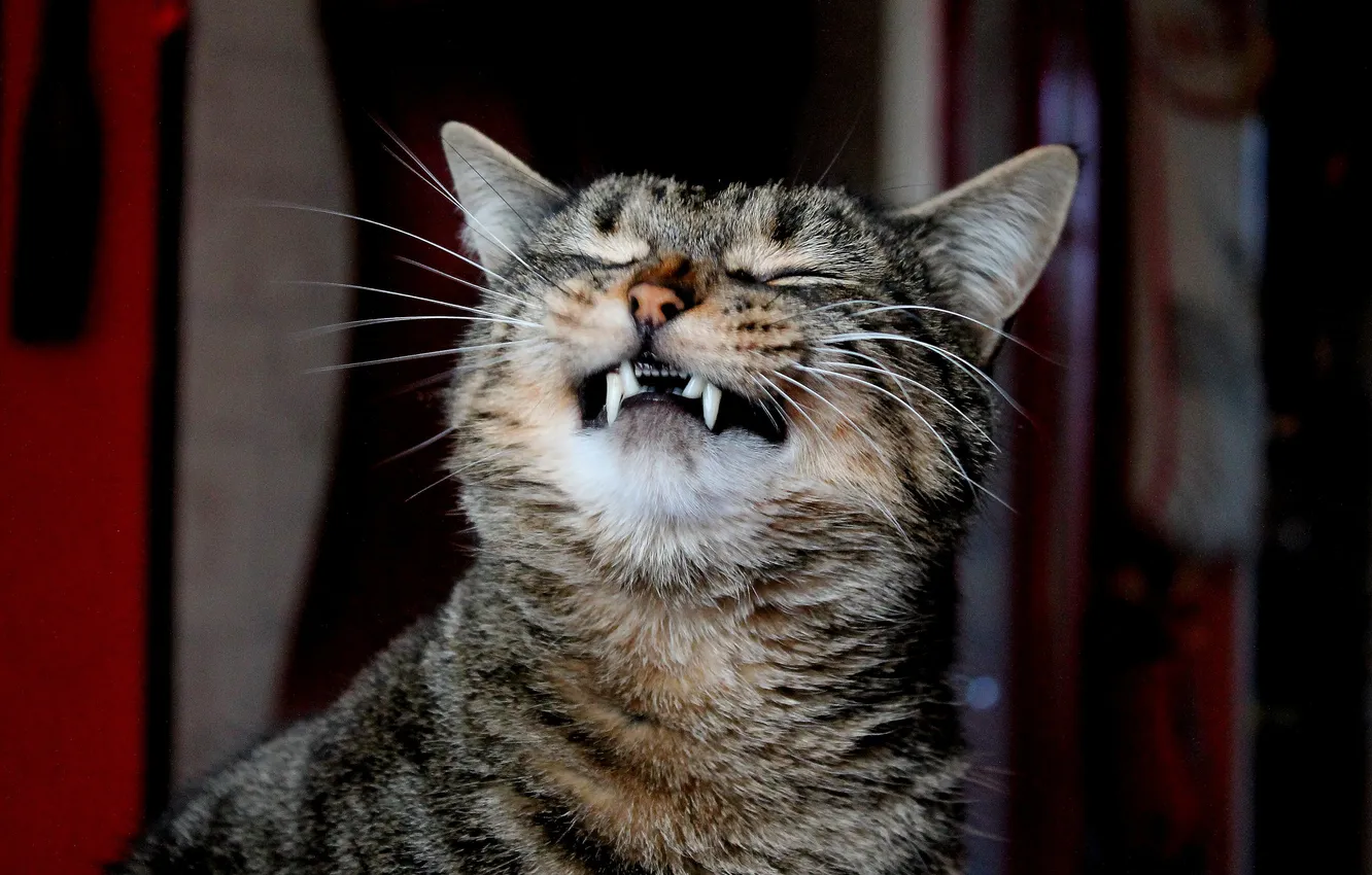 Photo wallpaper cat, Koshak, fangs, Tomcat