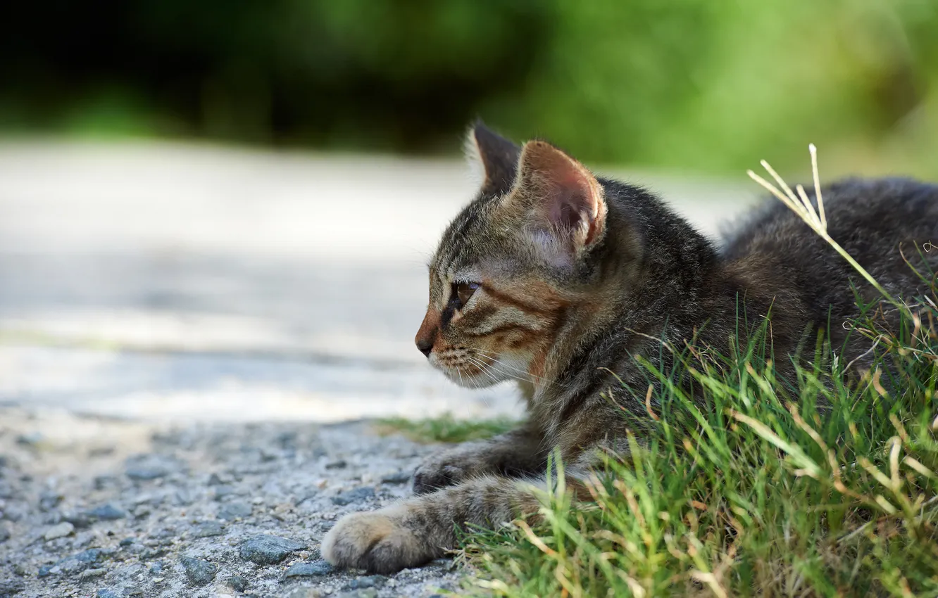 Photo wallpaper cat, grass, cat, street, lying